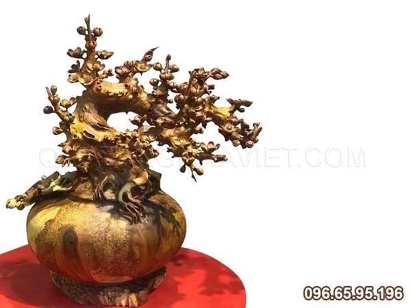 Chậu mai vàng dáng bonsai đẹp tại Hà Nội